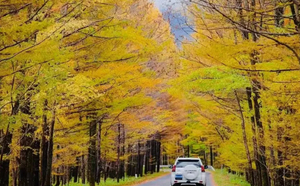 【小兴安岭秋色】09.22-27 北国秋色，G331边境公路-乌带公路-汤旺河石林-茅兰沟-龙江三峡-五营森林公园