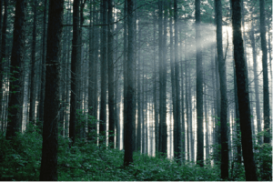 恒升银行2018辽河源国际山地马拉松大赛  