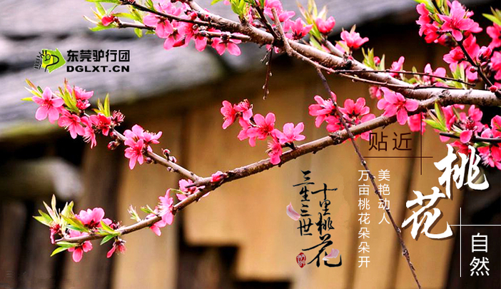 2月24日三月芳菲春暖花开,赏十里桃花交个桃花运