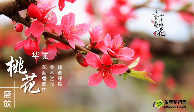 3月4日三月芳菲春暖花开,赏十里桃花交个桃花运