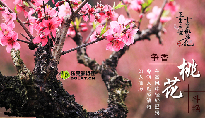 2月24日三月芳菲春暖花开,赏十里桃花交个桃花运