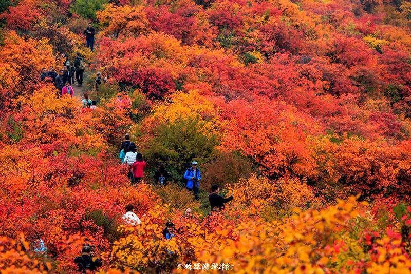 20/21日 登高赏香山红叶 逛韩城老街品特色美食一日游