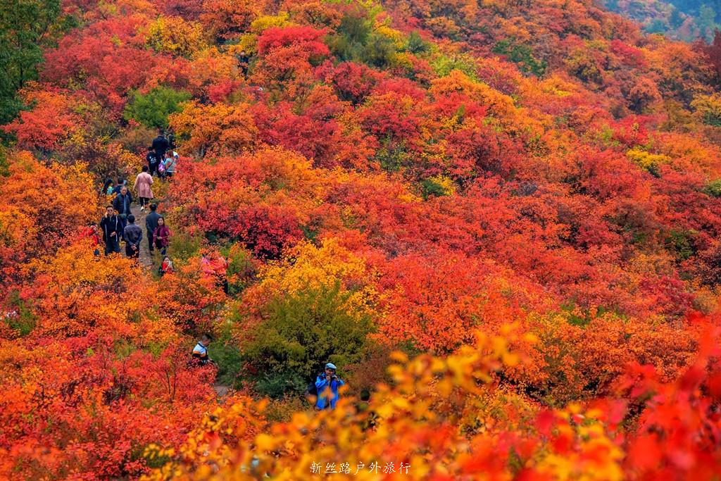 【新丝路户外】】10月26&10月28日 重阳节登高赏香山红叶 逛韩城老街