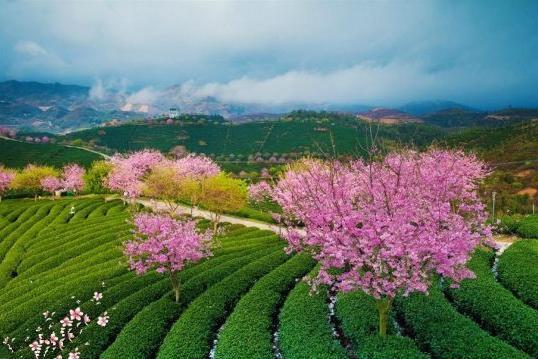 （大年初四）1月28日醉美漳平永福樱花园，台品樱花浪漫亲子，摄影一日游