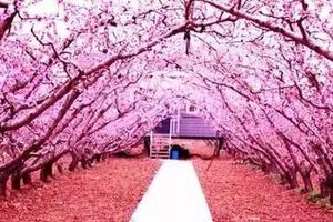 爱徒野2019上海桃花节大团镇半程马拉松