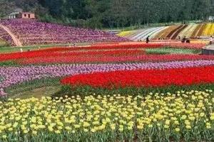 2021爱徒野-成都七彩田野半程马拉松