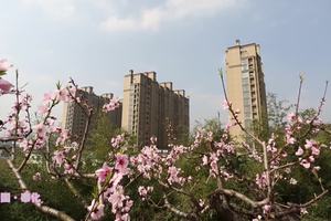 2017“建行杯”中国·奉化海峡两岸山地桃花马拉松