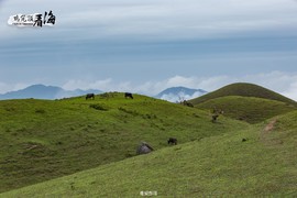 170422阳春鸡笼顶