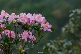 170422阳春鸡笼顶