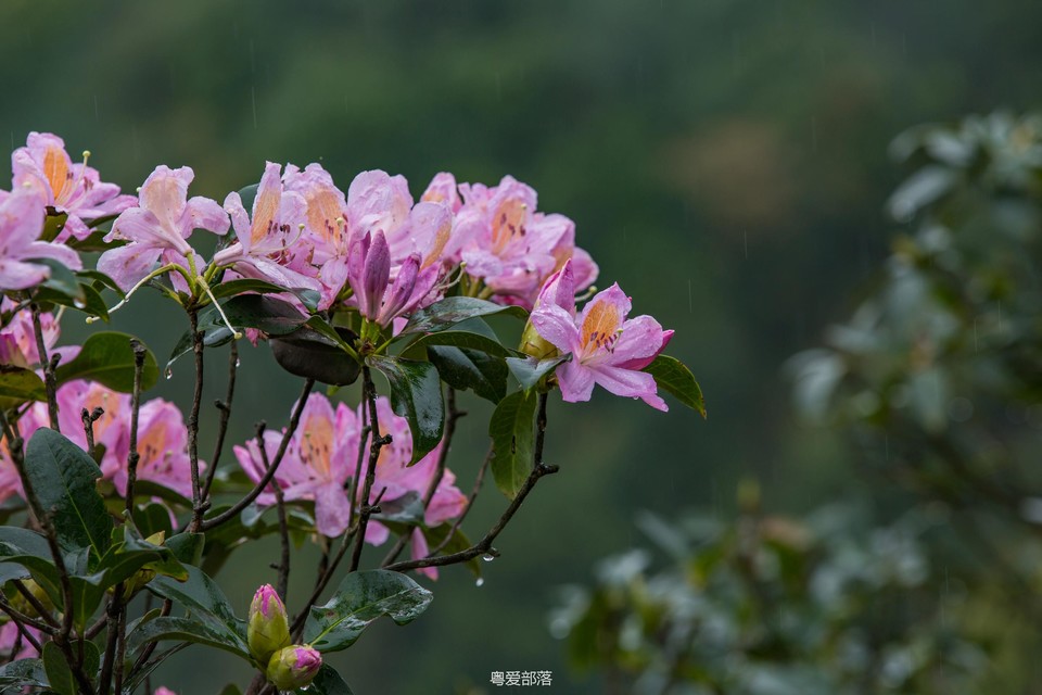 170422阳春鸡笼顶