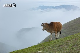 170422阳春鸡笼顶