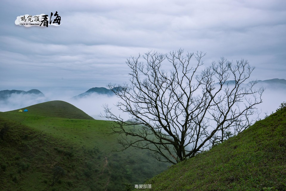 170422阳春鸡笼顶