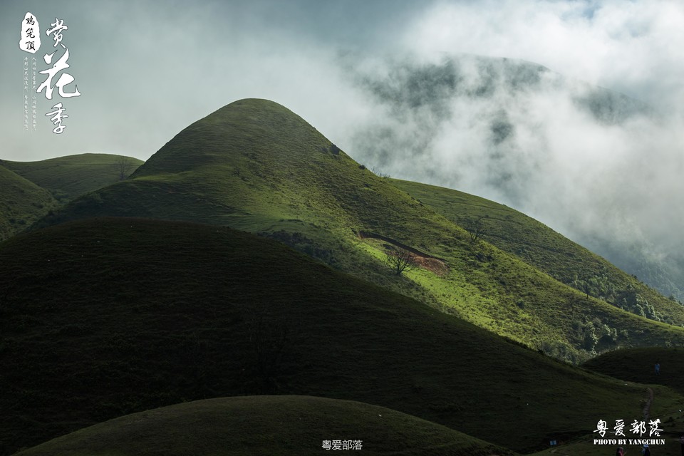 170506阳春鸡笼顶