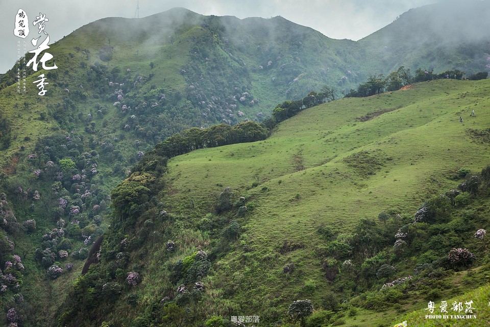 170506阳春鸡笼顶