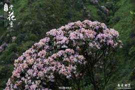 170506阳春鸡笼顶