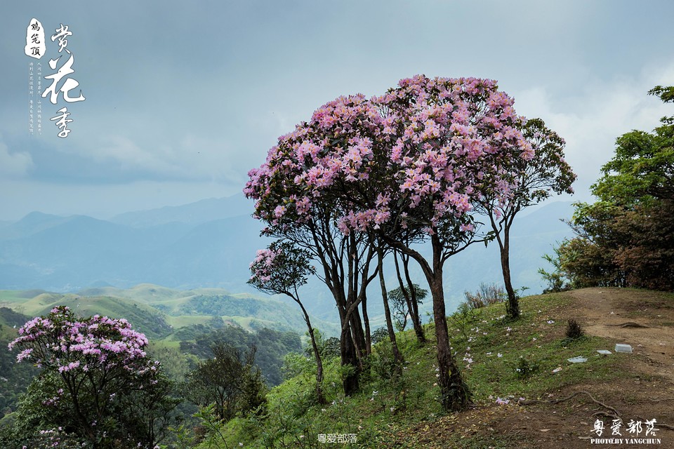 170506阳春鸡笼顶