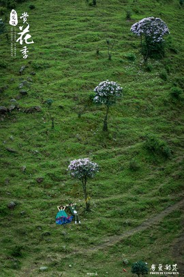 170506阳春鸡笼顶