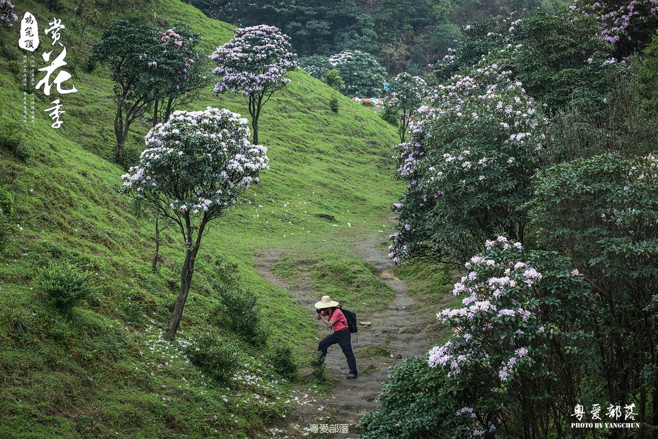 170506阳春鸡笼顶