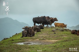 170506阳春鸡笼顶