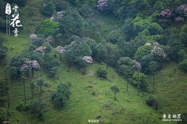 170506阳春鸡笼顶