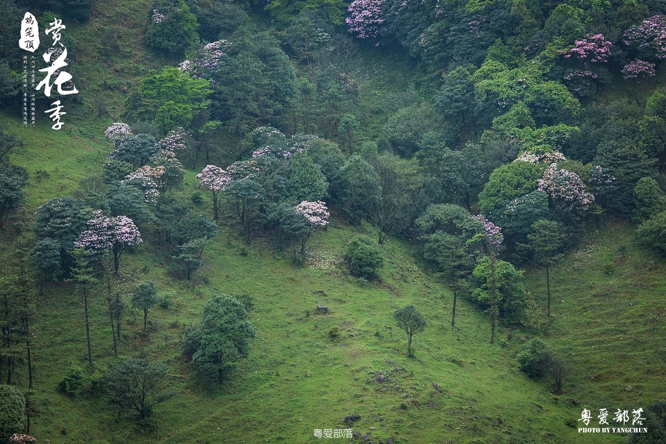 170506阳春鸡笼顶