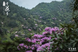 170506阳春鸡笼顶