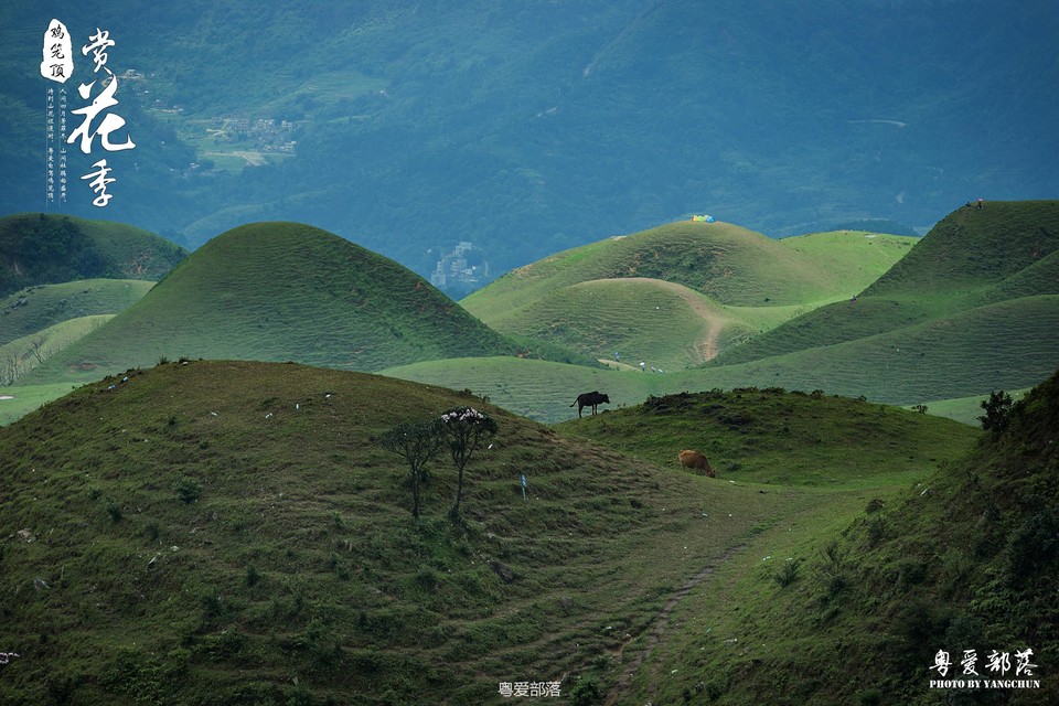 170506阳春鸡笼顶
