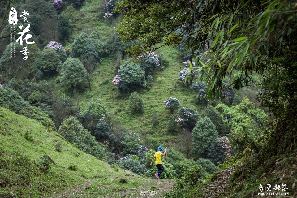 170506阳春鸡笼顶