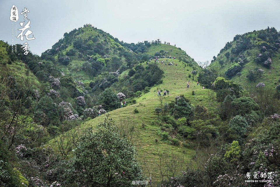 170506阳春鸡笼顶