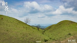 170506阳春鸡笼顶