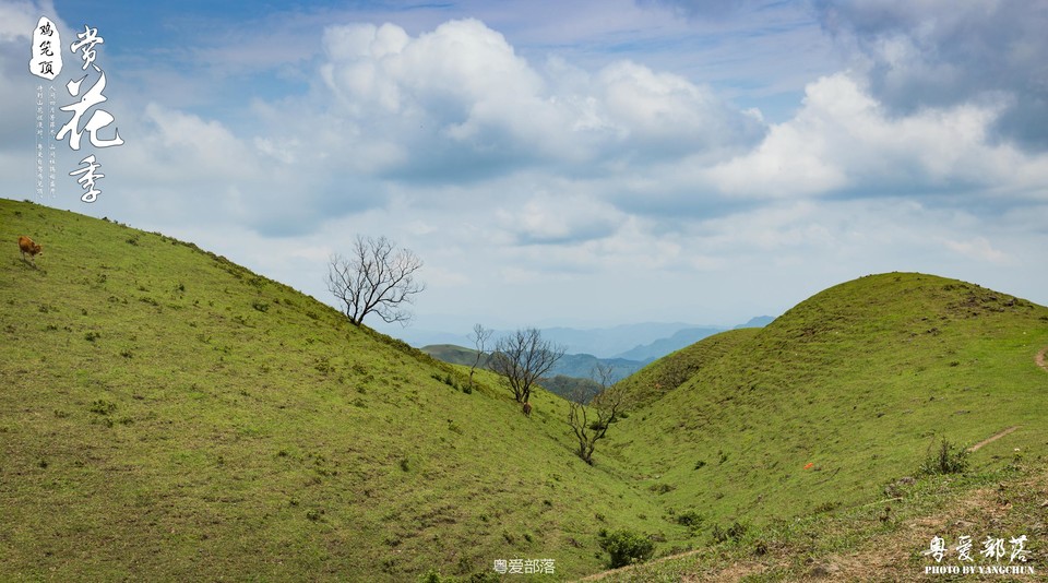 170506阳春鸡笼顶