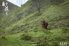 170506阳春鸡笼顶