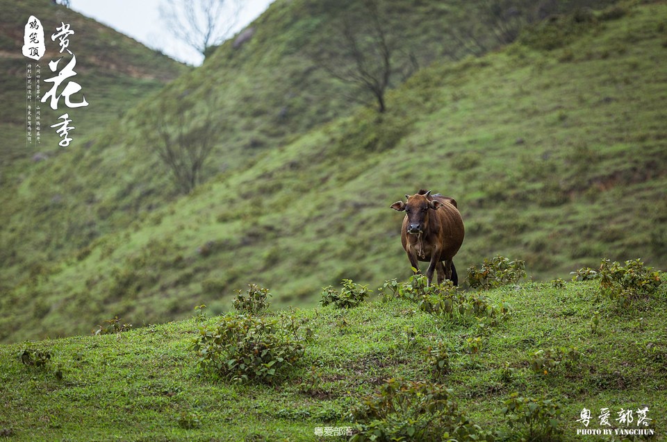 170506阳春鸡笼顶
