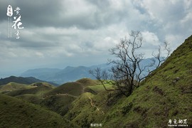 170506阳春鸡笼顶