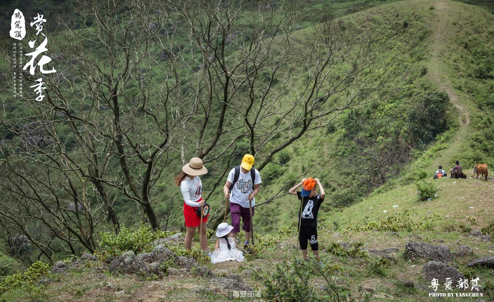 170506阳春鸡笼顶
