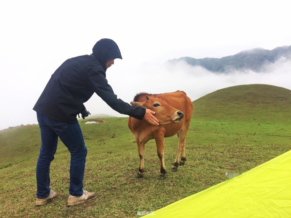 170413阳春鸡笼顶