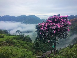 170422阳春鸡笼顶