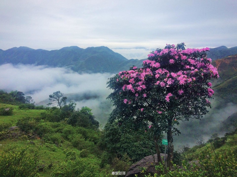 170422阳春鸡笼顶