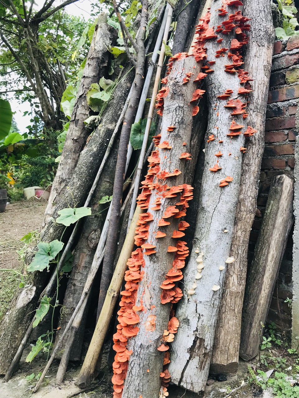 微信图片_20181105124112