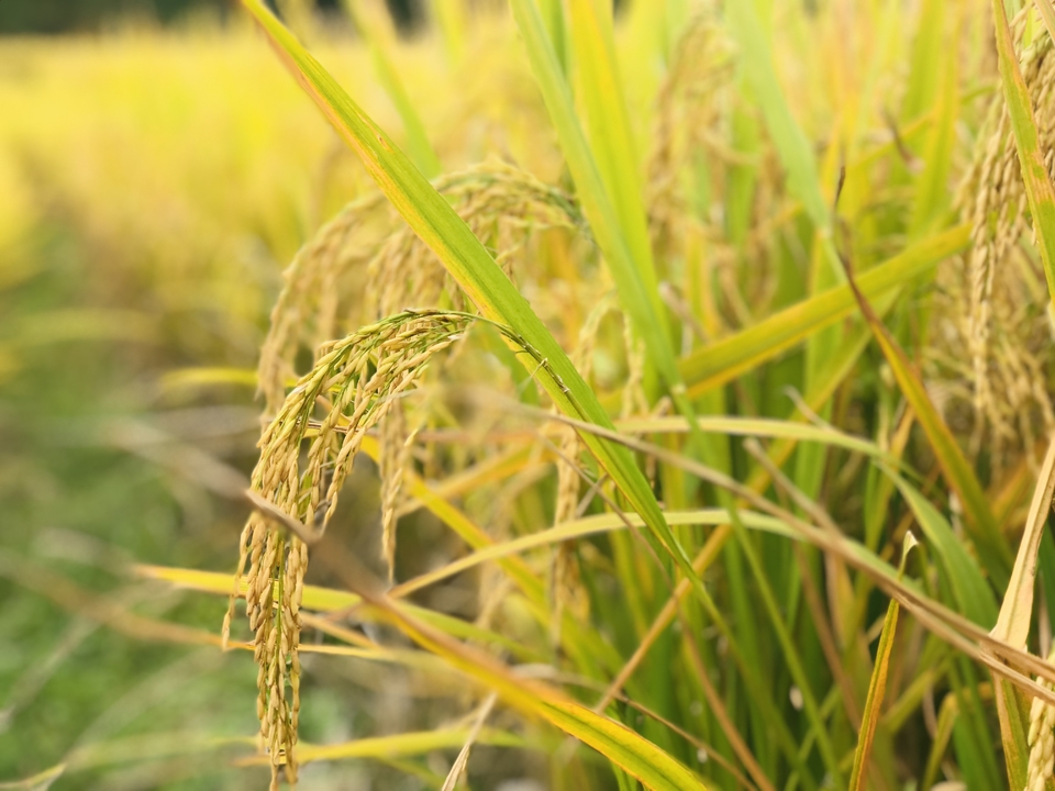 微信图片_20181105133249