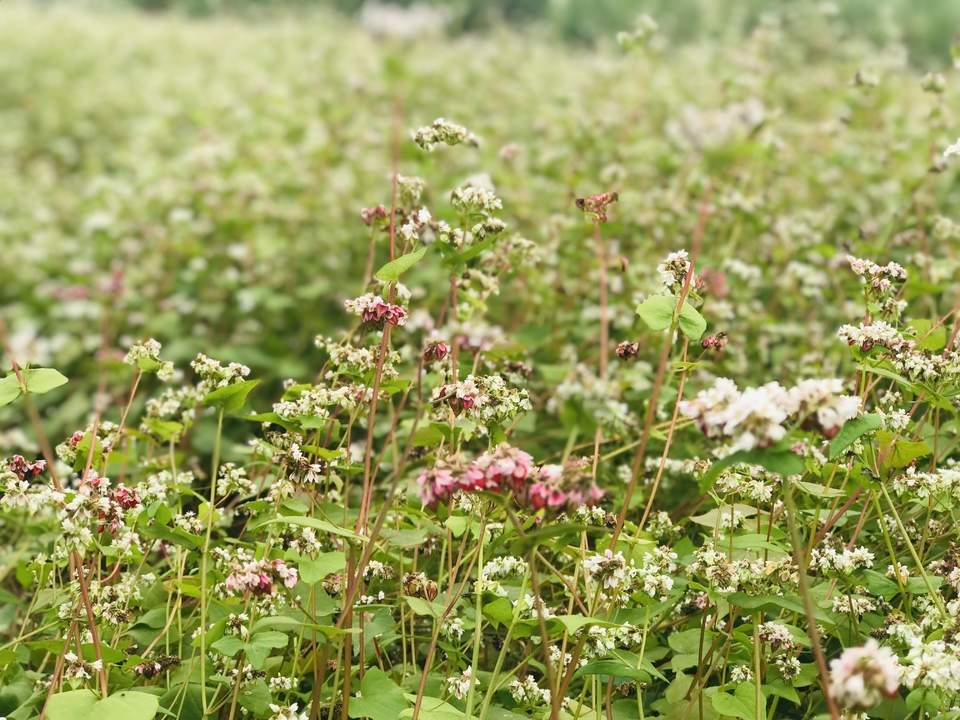 微信图片_20181105133418