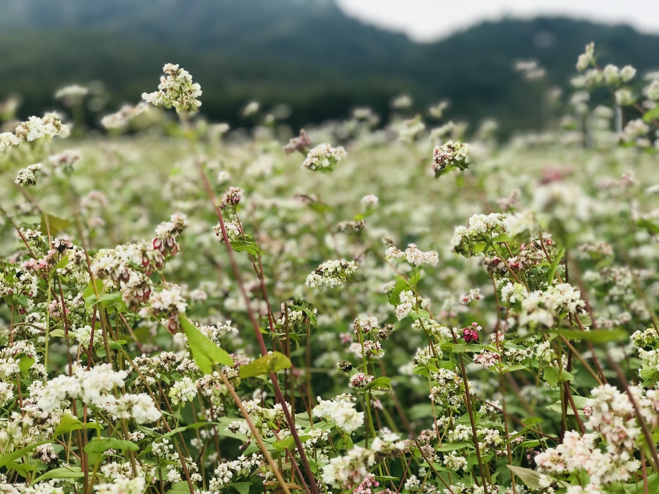 微信图片_20181105133425