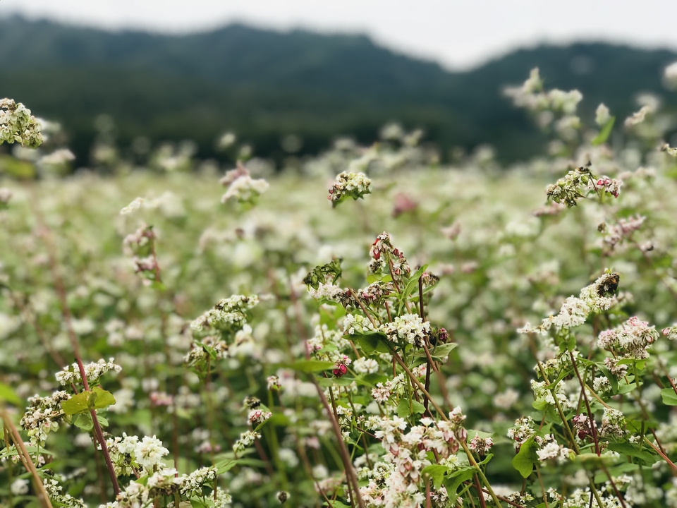 微信图片_20181105133432