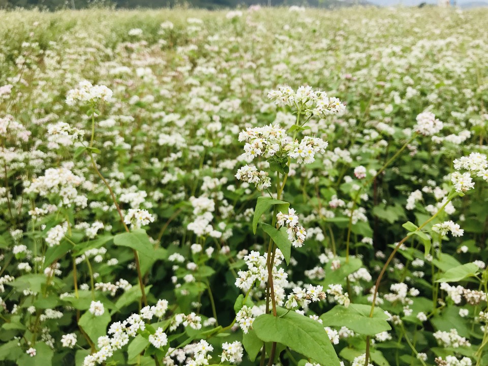 微信图片_20181105133513