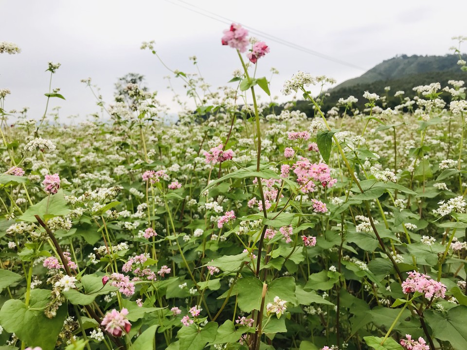 微信图片_20181105133519