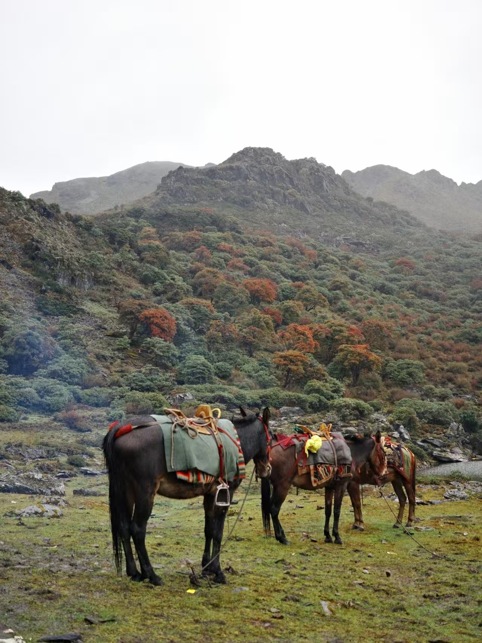 微信图片_20241029120721 - 副本