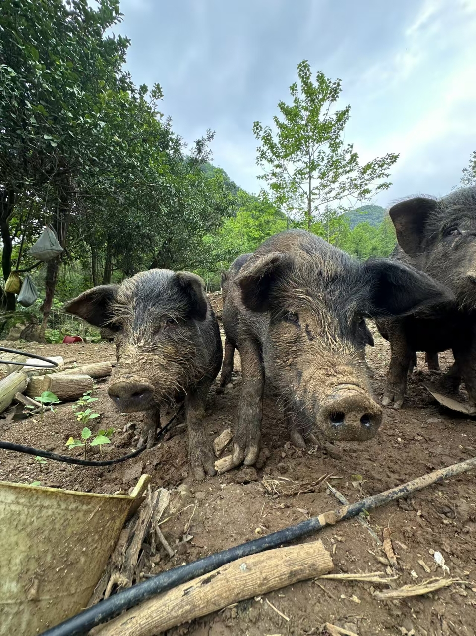 微信图片_202410291217381