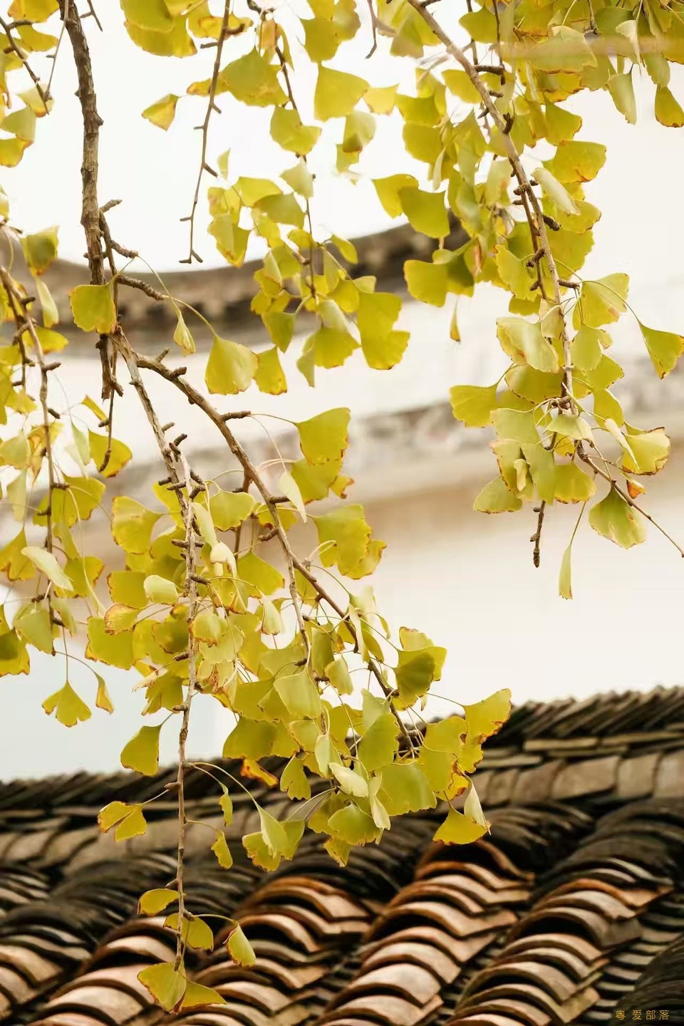 微信图片_20241127174249