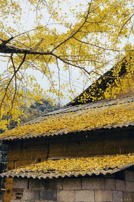 微信图片_20241127174304