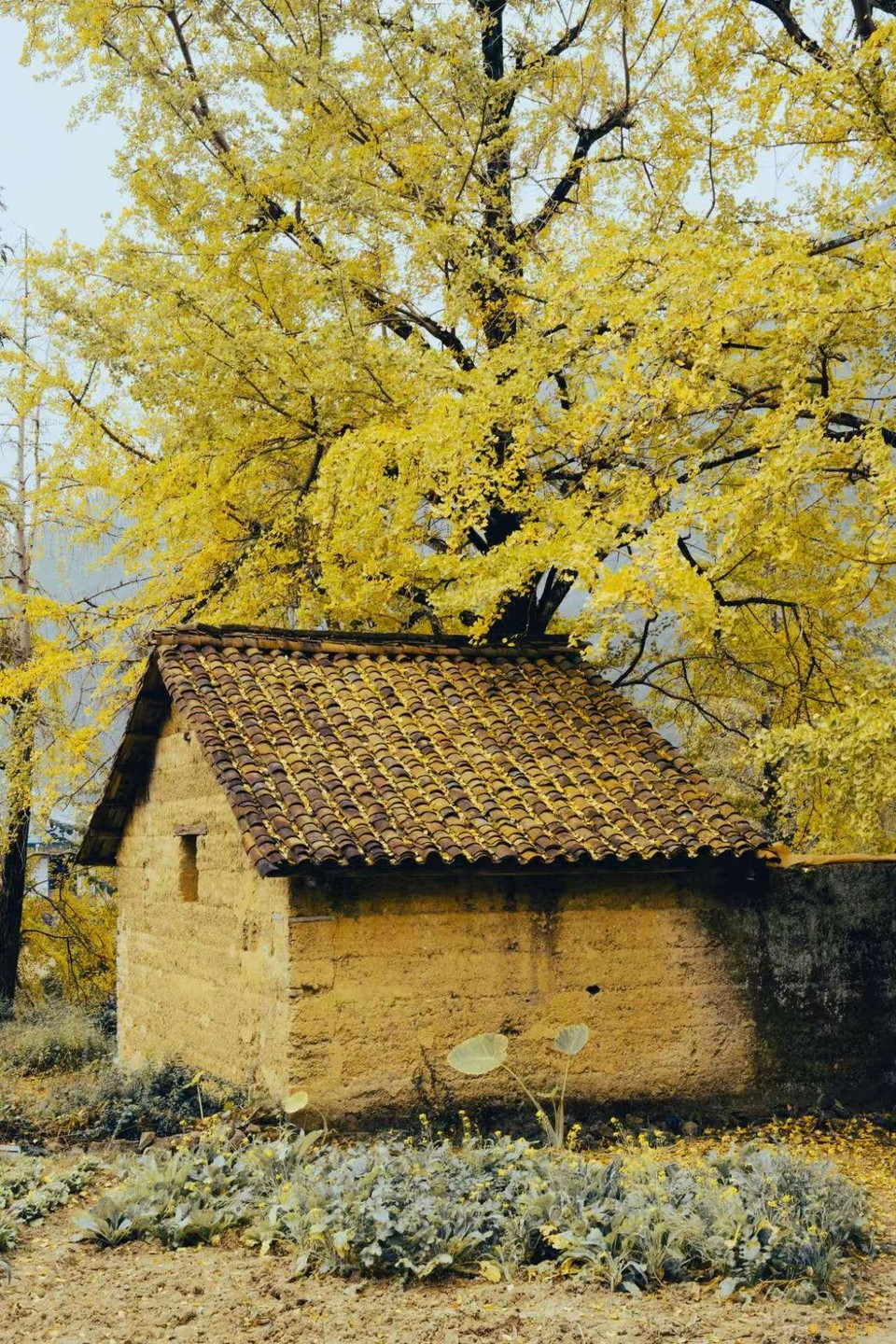 微信图片_20241127174313